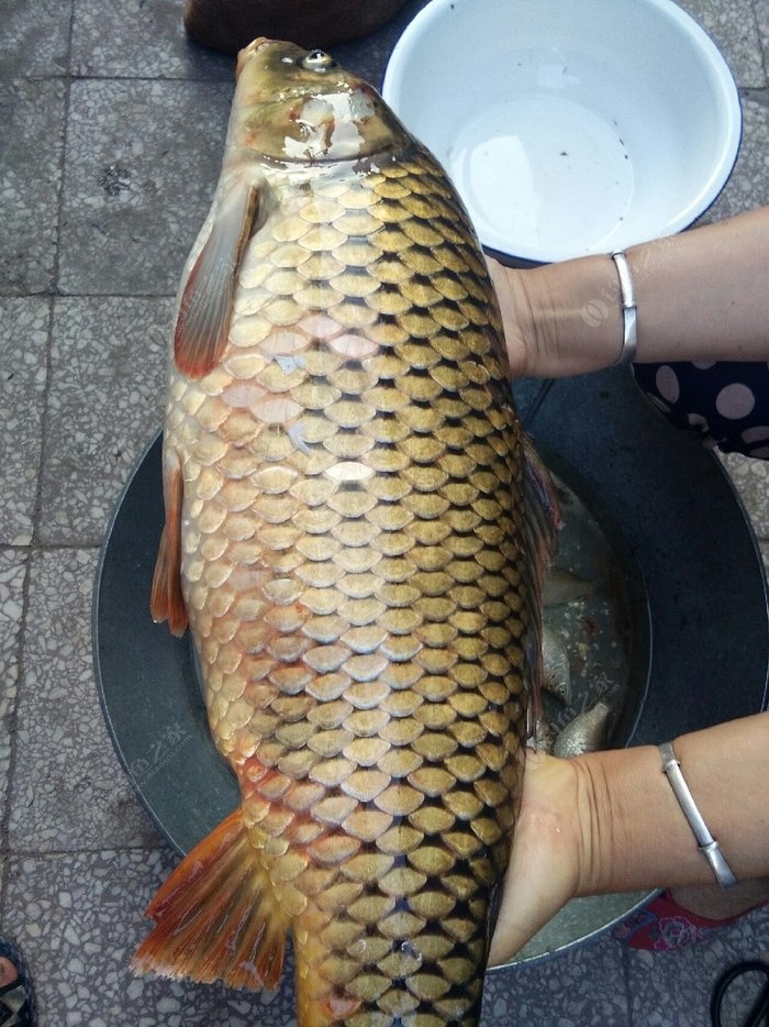 黃河鯉魚和普通鯉魚的區別_黃河鯉魚圖片_黃河鯉魚