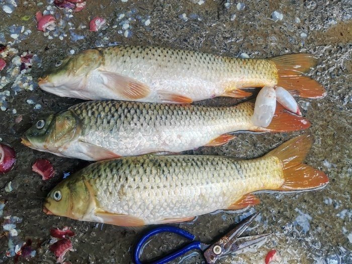 黃河鯉魚_黃河鯉魚怎么做最好吃_黃河鯉魚圖片