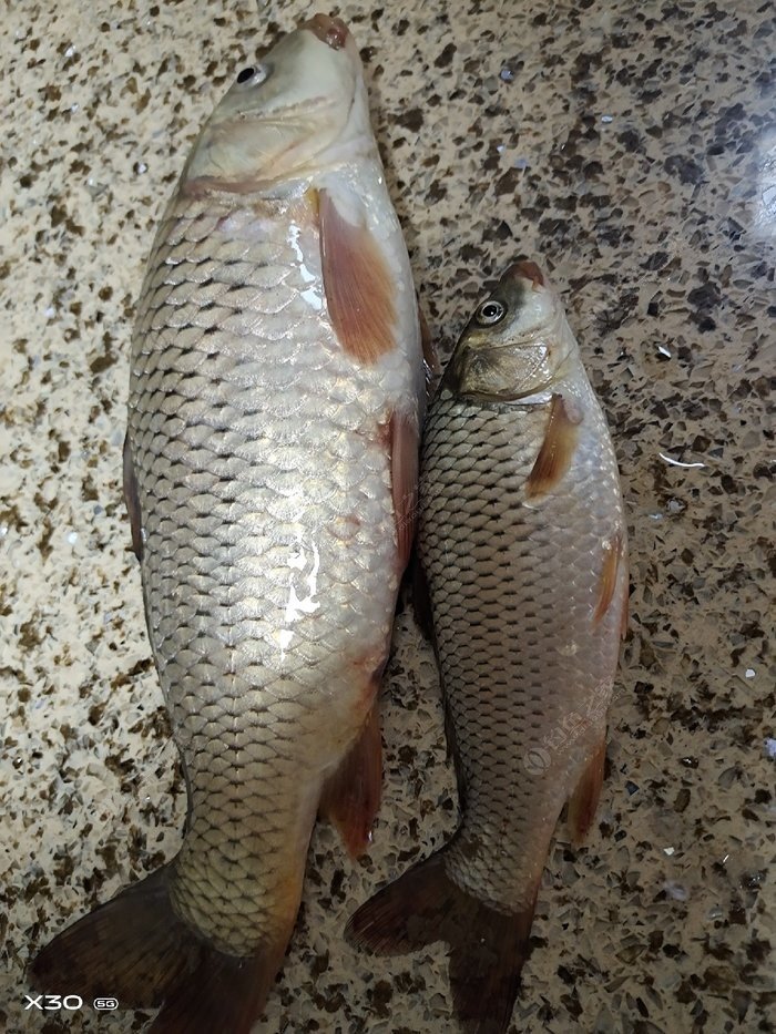 黃河鯉魚圖片_黃河鯉魚怎么做最好吃_黃河鯉魚