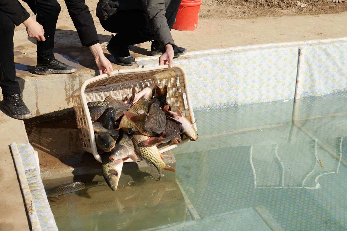 黃河鯉魚哪里最正宗_黃河鯉魚_黃河鯉魚和普通鯉魚的區別