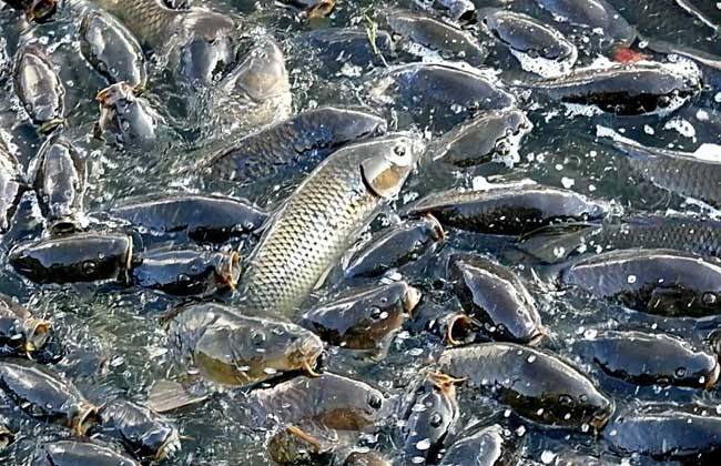黃河鯉魚哪里最正宗_黃河鯉魚和普通鯉魚的區別_黃河鯉魚