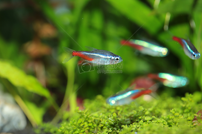 魚的生活習性_各種魚的生活環境_各種魚的生活特點