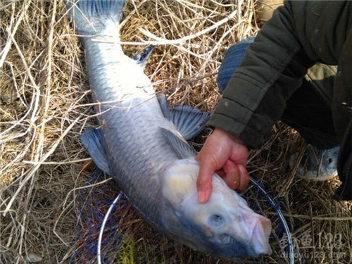 水庫野釣大魚_水庫釣大魚_釣水庫大魚實用技術