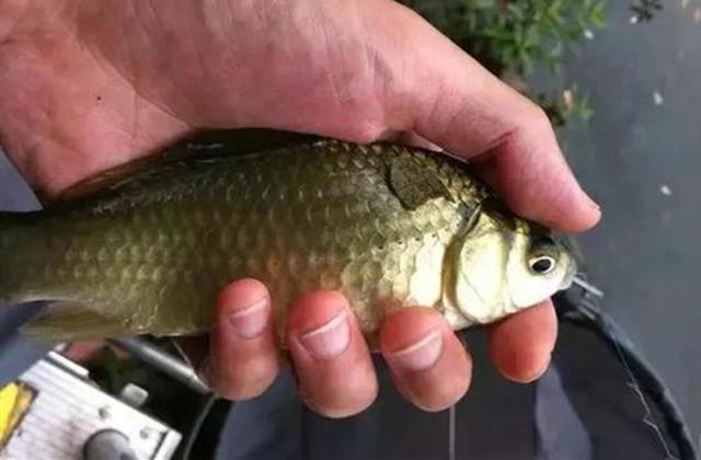 鯽魚湯的功效與作用_鯽魚圖片_鯽魚