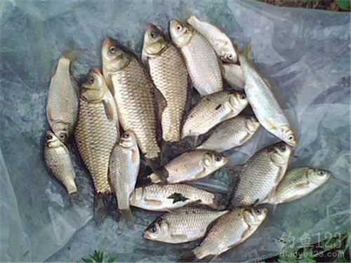 鯽魚圖片_鯽魚湯的功效與作用_鯽魚