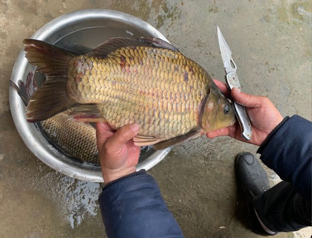 鯽魚_鯽魚圖片_鯽魚讀音