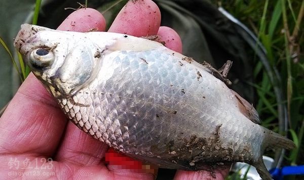 鯽魚湯的功效與作用_鯽魚_鯽魚讀音