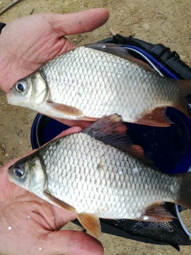 鯽魚圖片_鯽魚_鯽魚的家常做法