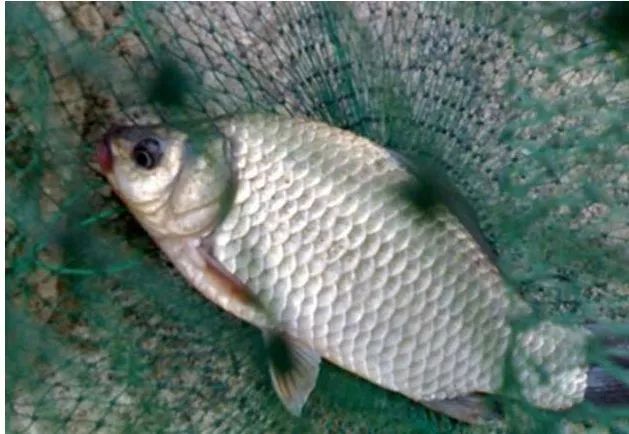 鯽魚圖片_鯽魚的家常做法_鯽魚