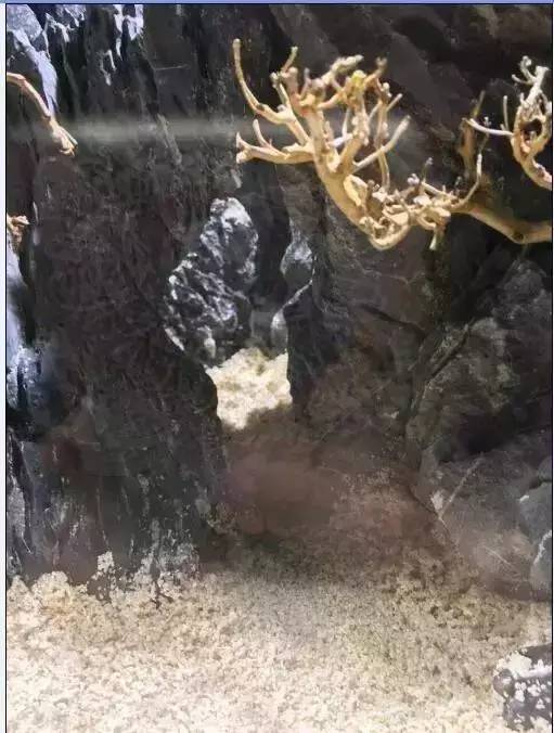 水族箱造景_水族箱造景怎么做_水族箱造景的主要步驟