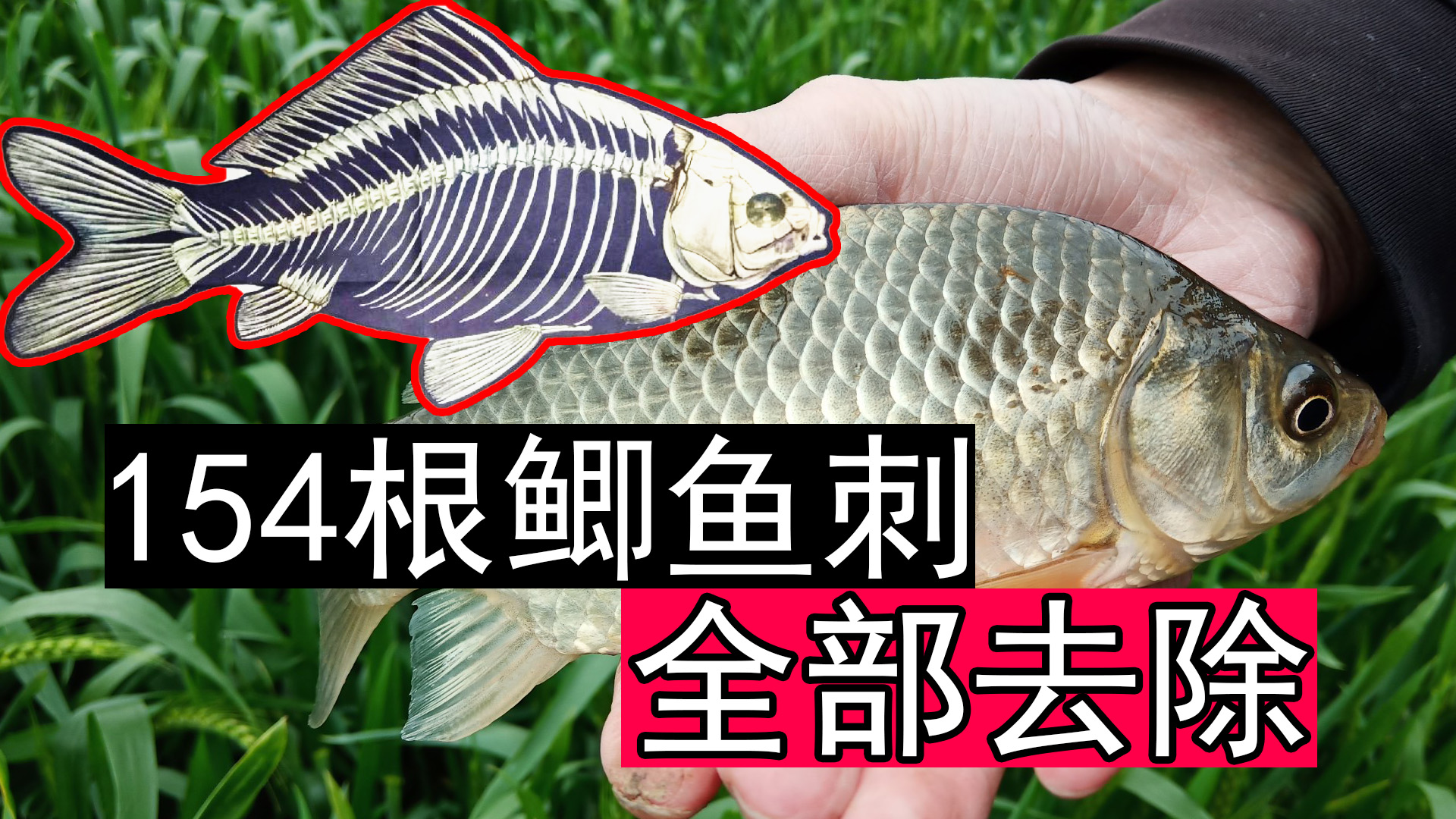鯽魚_鯽魚湯的功效與作用_鯽魚的拼音