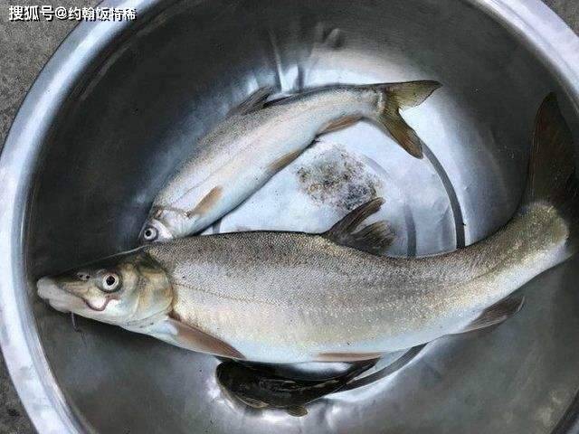 十大最貴淡水魚_貴重淡水魚_淡水貴魚長什么樣子圖片