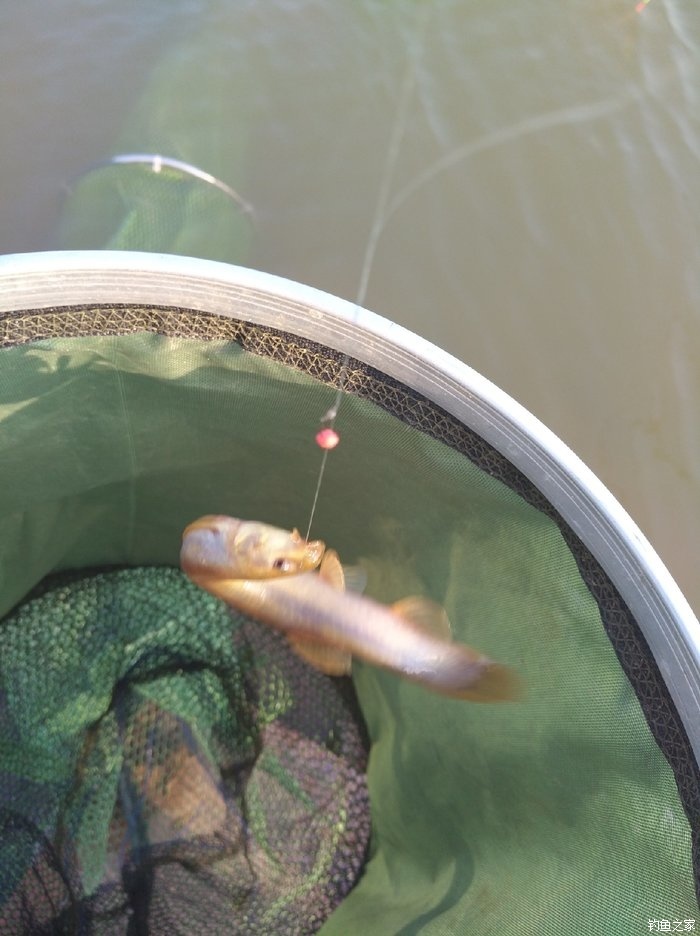 釣魚泥鰍用什么藥水泡_釣魚泥鰍用多大的_為什么不能用泥鰍釣魚