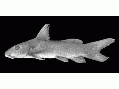 鉗魚圖片_鉗魚圖片怎么做好吃_鉗魚照片