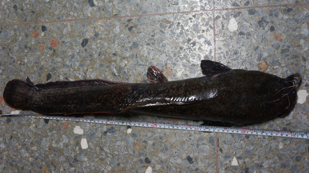 鉗魚圖片怎么做好吃_鉗魚照片_鉗魚圖片