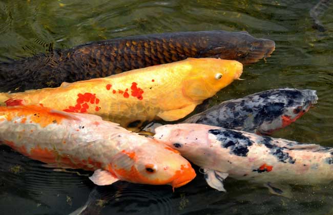養殖錦鯉魚一年利潤_錦鯉養殖_養殖錦鯉賺錢嗎