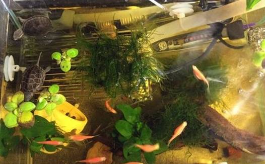 怎樣養殖錦鯉_錦鯉養殖_養殖錦鯉魚一年利潤