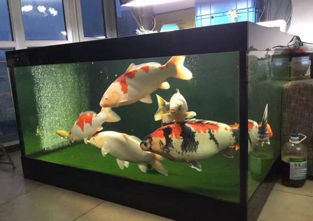 錦鯉養殖_養殖錦鯉的水溫_怎樣養殖錦鯉