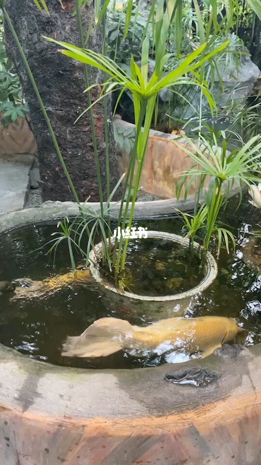 怎樣養殖錦鯉_養殖錦鯉的水溫_錦鯉養殖