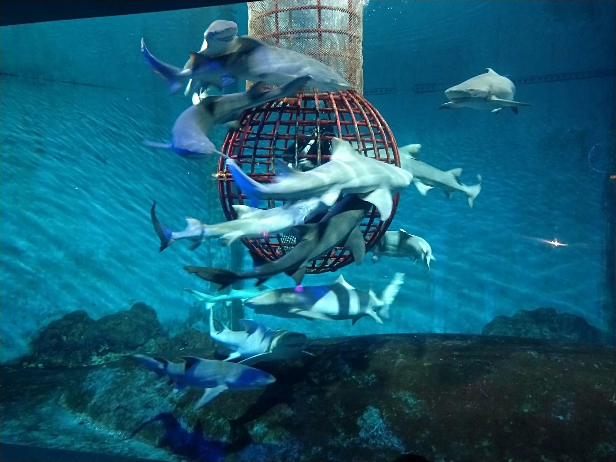 2021廣州海洋館_廣州海洋館_廣州海洋館攻略廣州海洋館門票