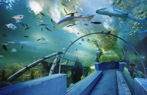 廣州海洋館在哪里地址_廣州海洋館_廣州海洋館營業時間