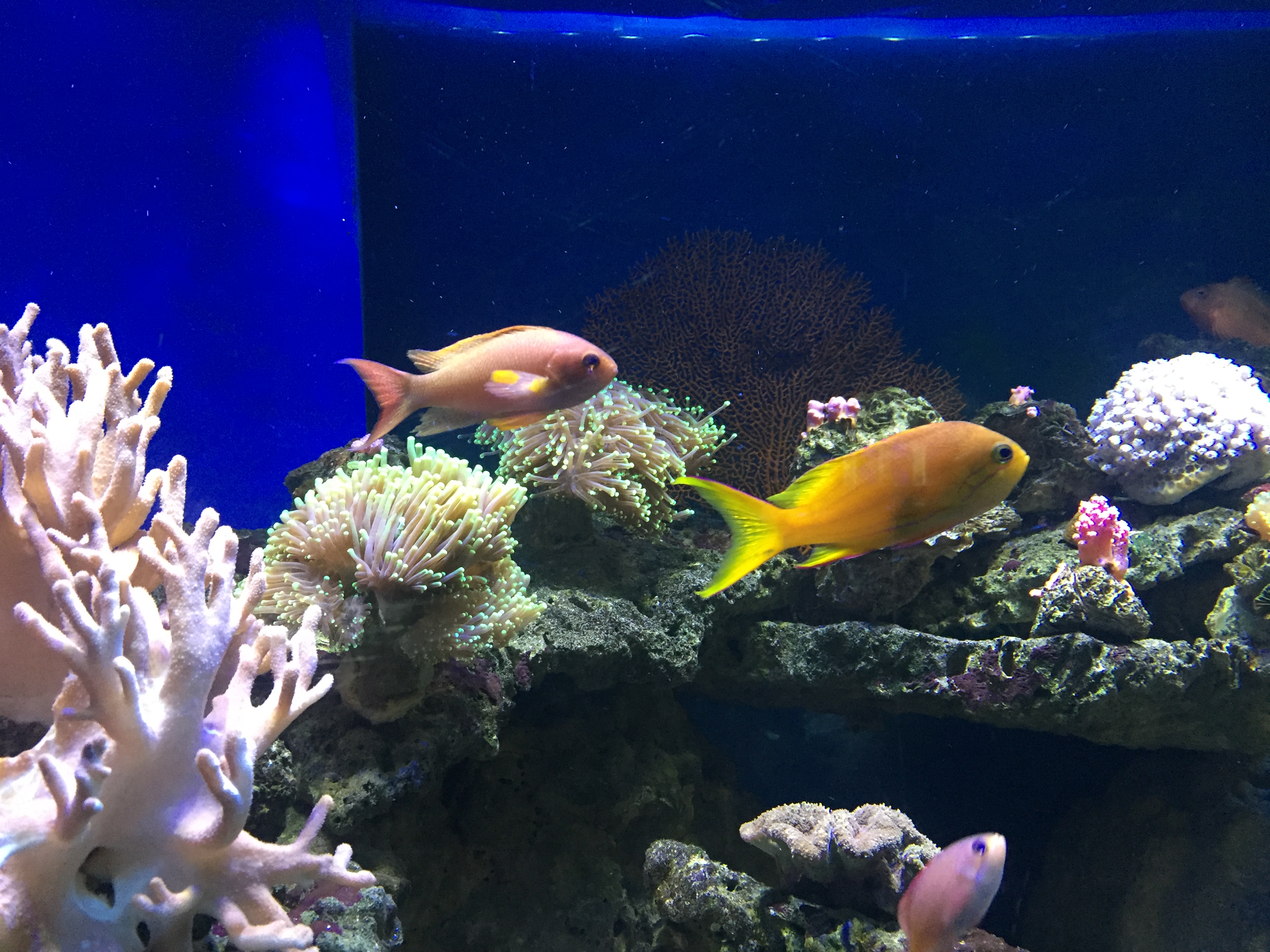 廣州海洋館，你有來過嗎？