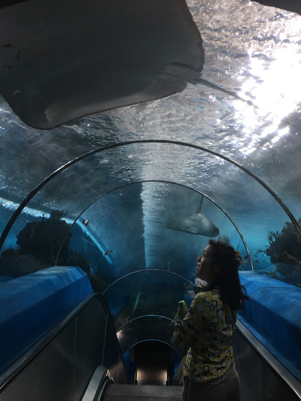 2020年廣州海洋館開業了嗎_廣州海洋館_廣州海洋館攻略廣州海洋館門票