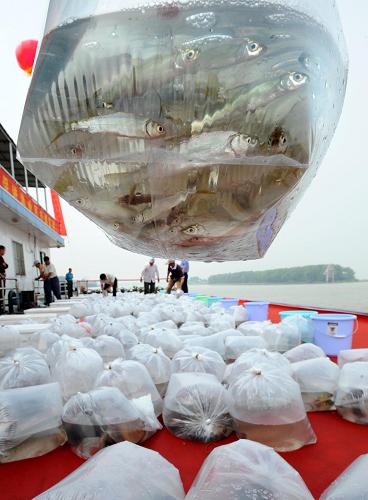 養殖刀魚和野生刀魚的區別_養殖刀魚目前市場價多少一斤_刀魚養殖