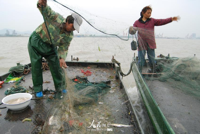 養殖刀魚目前市場價多少一斤_刀魚養殖_養殖刀魚和野生刀魚的區別