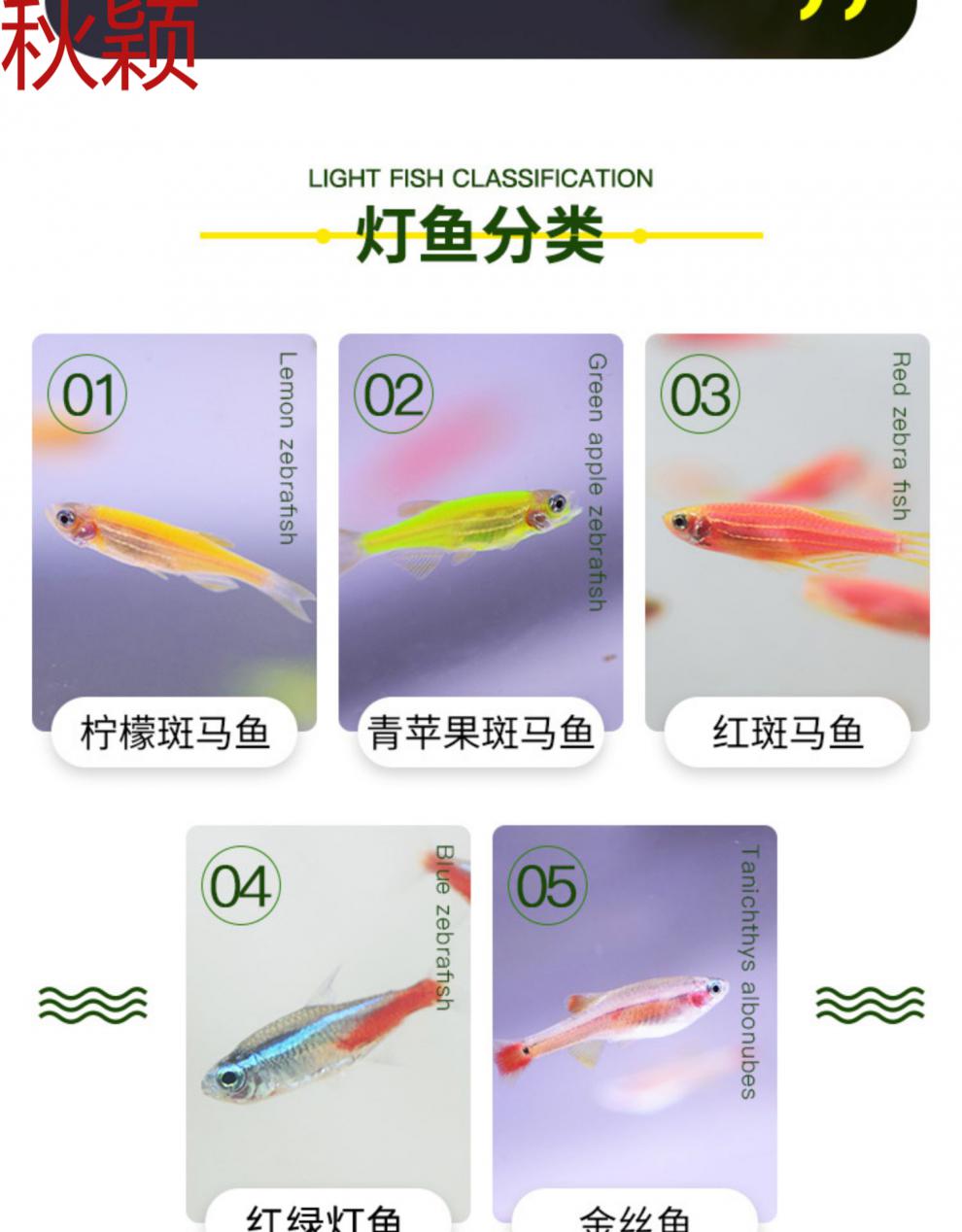 熒光斑馬魚怎么分公母_熒光斑馬魚是什么魚_熒光斑馬魚和普通斑馬魚