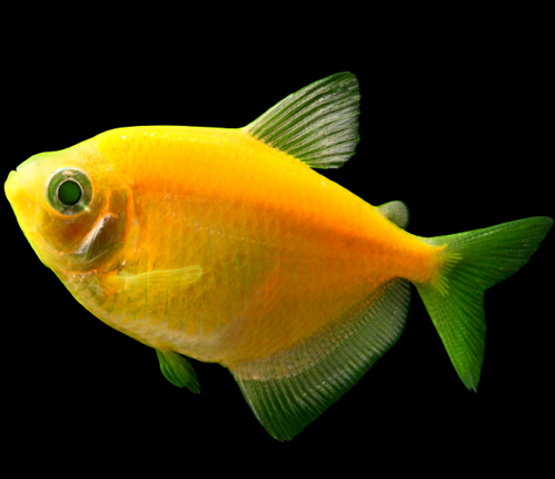 熒光斑馬魚怎么分公母_熒光斑馬魚和普通斑馬魚_熒光斑馬魚是什么魚