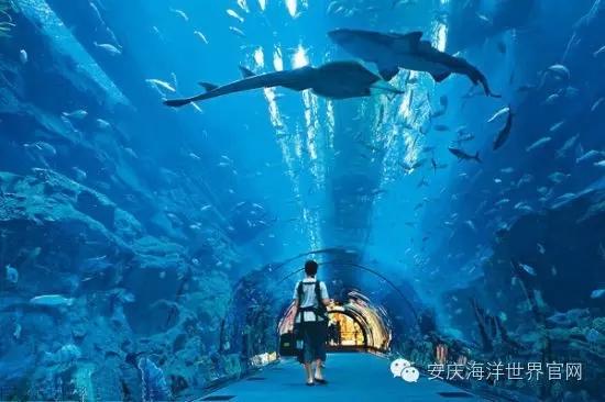 2020年廣州海洋館開業了嗎_廣州海洋館_2021廣州海洋館