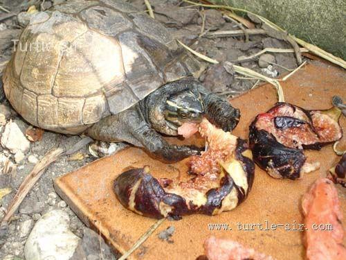 殺甲魚的正確方法及視頻_殺甲魚最簡單的方法_甲魚怎么殺