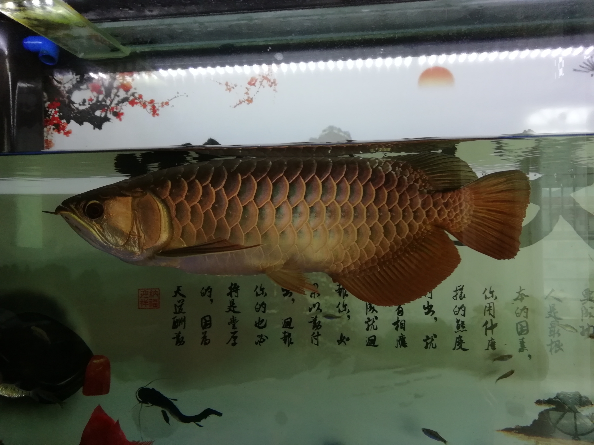 金條金龍魚_金龍魚錢條價格圖片_金龍魚價格多少錢一條