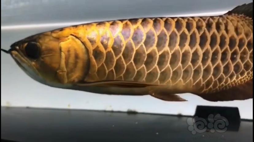 金條金龍魚_金龍魚價格多少錢一條_金龍魚錢條價格圖片