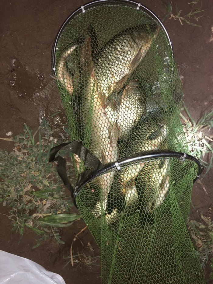 釣鯽魚用幾號鉤_釣鯽魚用幾號的勾_釣鯽魚魚鉤用幾號