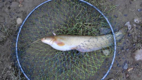 鯔魚圖片頭_鳊魚圖片大全圖片高清_鮰魚圖片