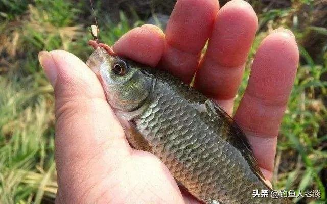 （釣魚技巧）鯽魚的嘴型選擇，你知道嗎？