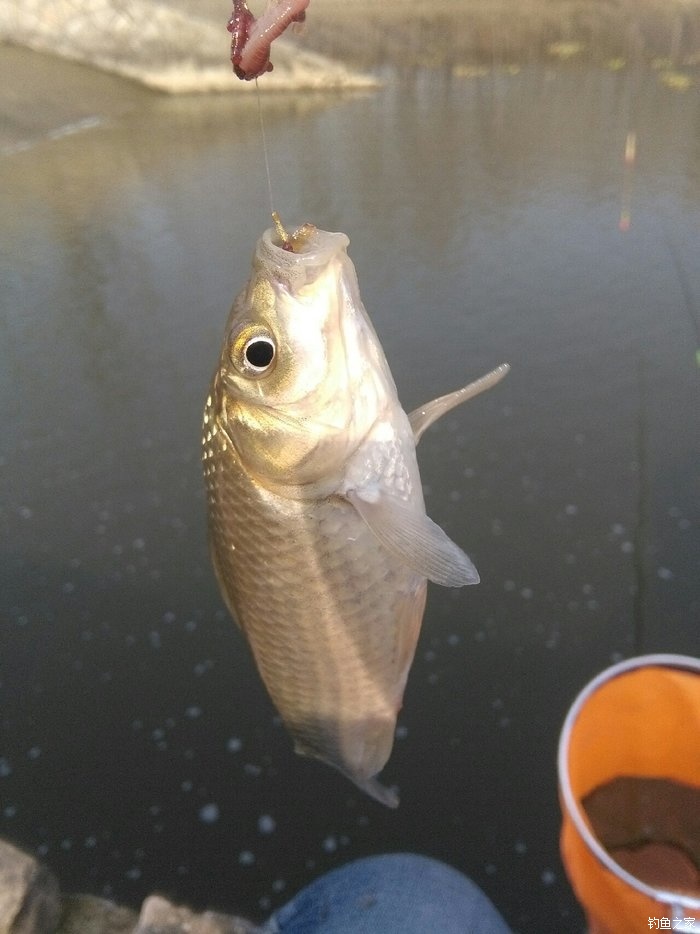 釣鯽魚用幾號鉤_釣鯽魚用幾號的勾_鉤釣鯽魚用多大的鉤