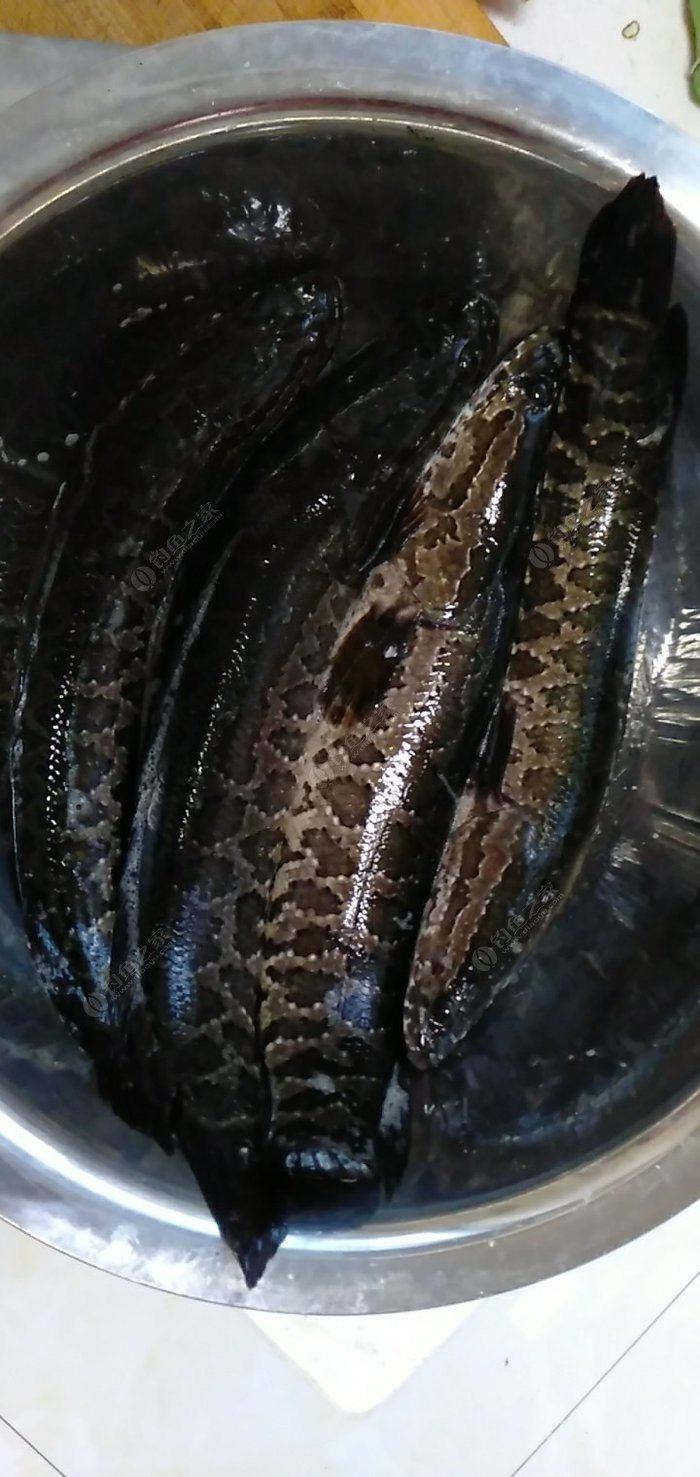 路亞黑魚的最佳時間和作釣的技巧和注意事項