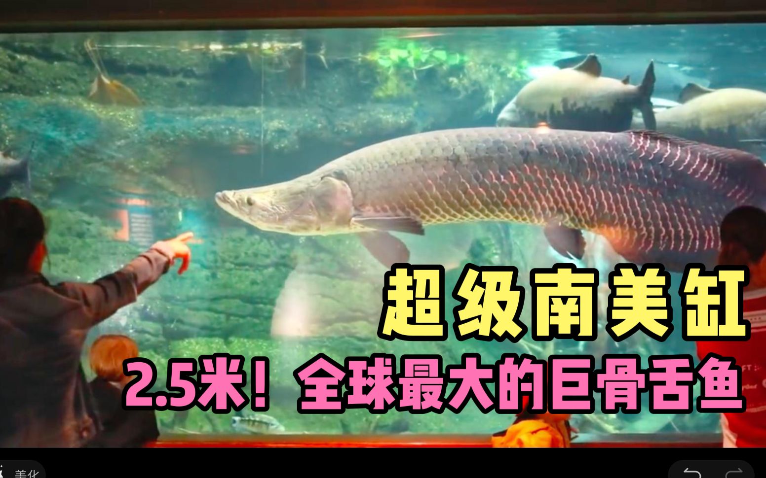 巨嘴滑舌魚_巨舌滑魚圖片_巨滑舌魚