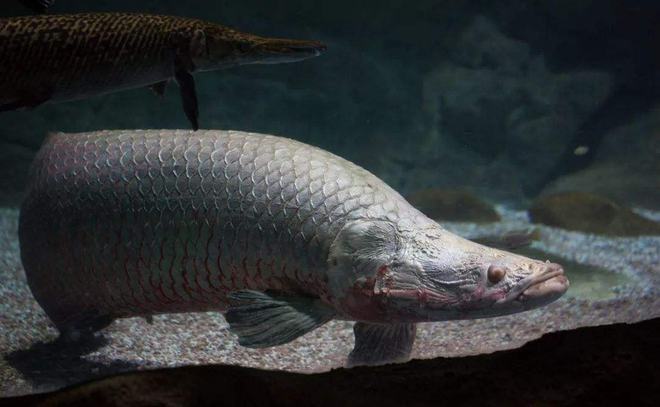 巨嘴滑舌魚_巨滑舌魚_巨舌滑魚圖片