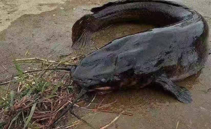 化糞池鯰魚走近科學視頻_鯰魚化糞池魚是什么魚_化糞池鯰魚是什么魚
