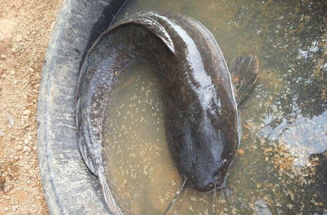 鯰魚化糞池魚是什么魚_化糞池鯰魚走近科學視頻_化糞池鯰魚是什么魚