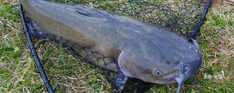 化糞池鯰魚走近科學視頻_化糞池鯰魚是什么魚_鯰魚化糞池魚是什么魚