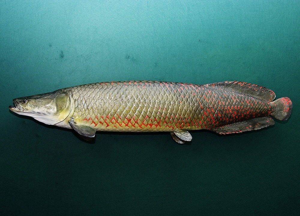 滑舌魚吃什么_巨舌滑魚圖片_巨滑舌魚