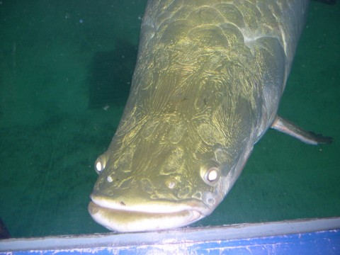 滑舌魚吃什么_巨滑舌魚_巨舌滑魚圖片