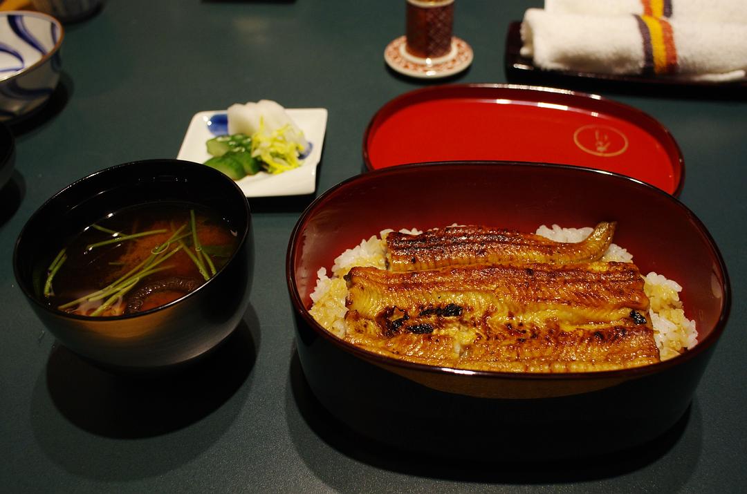 日本鰻鱺生活史_日本鰻鱺_日本鰻鱺屬于什么亞綱