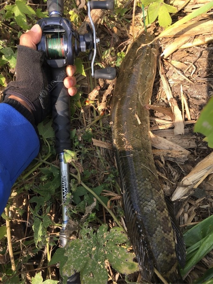 路亞黑魚_黑魚路亞用什么餌最好_黑魚路亞竿