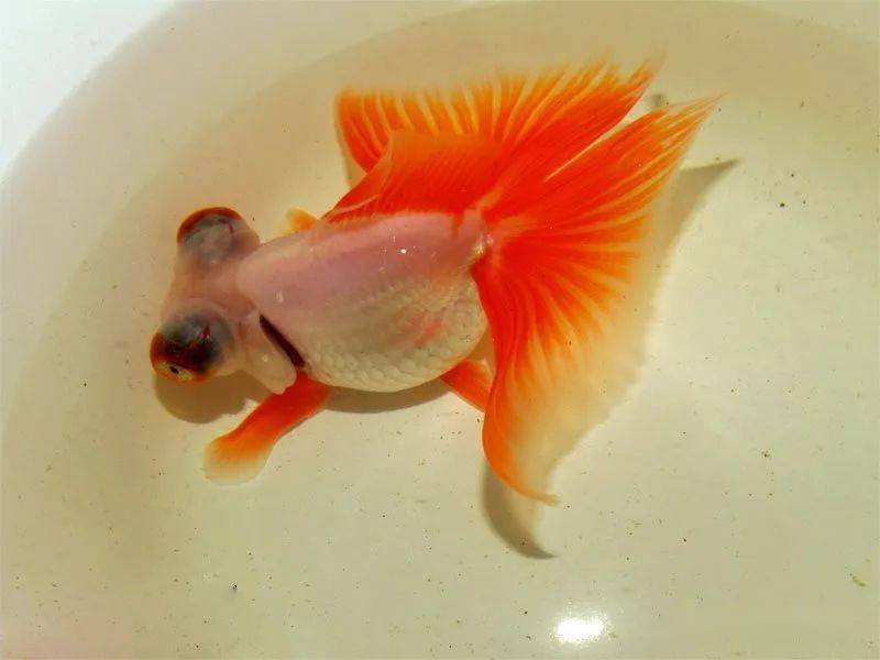文種金魚_金魚文種與蛋種區別_金魚文種龍種蛋種